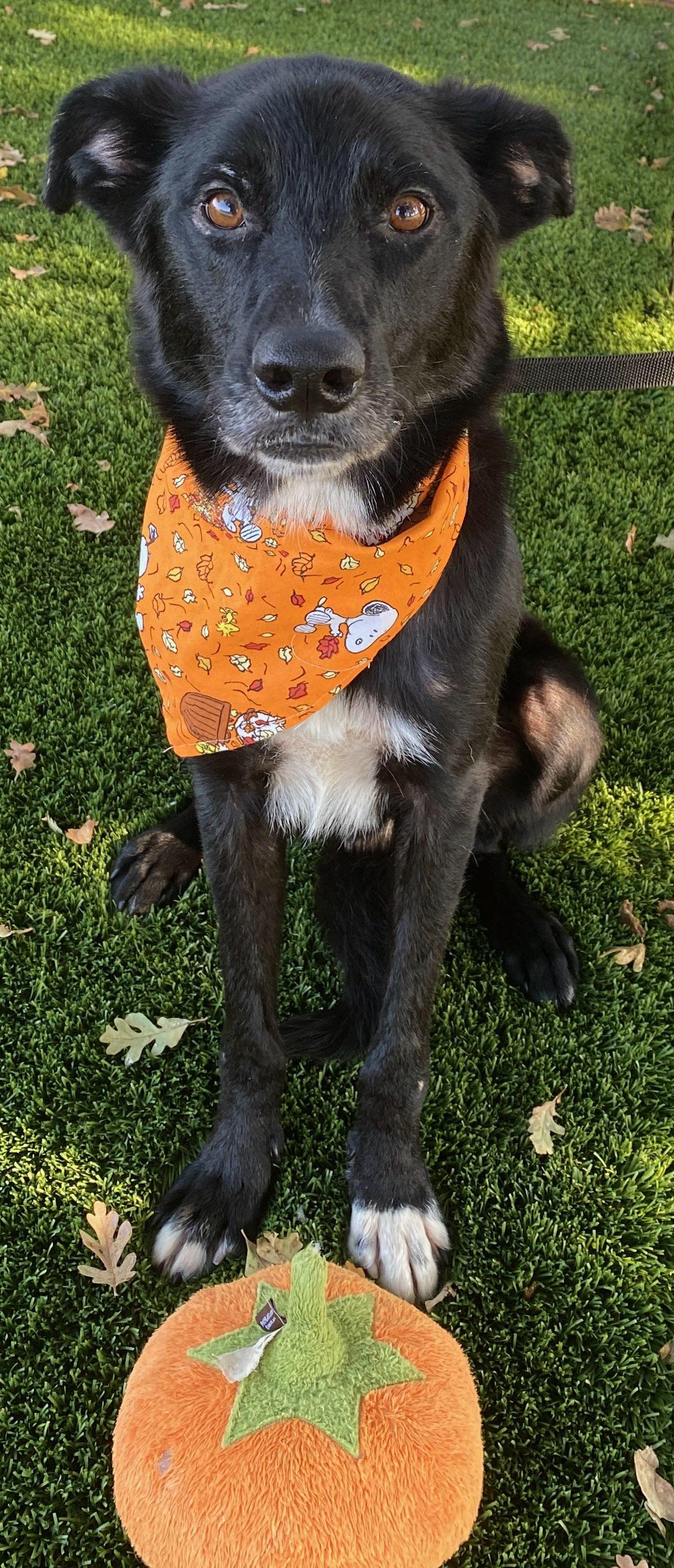 Stitch, Adoptable, Adult Male Border Collie.