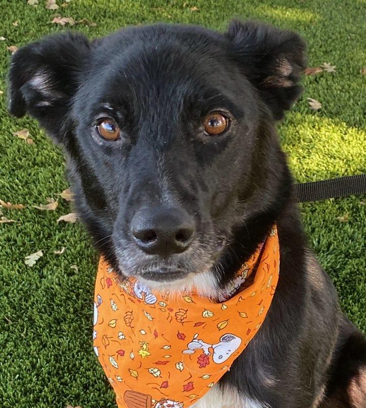 Enlarge Stitch, a Adoptable mixed breed in Colusa, CA image 2/5