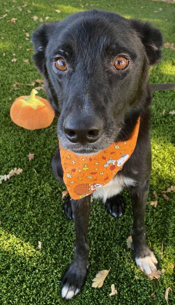 Enlarge Stitch, a Adoptable mixed breed in Colusa, CA image 5/5
