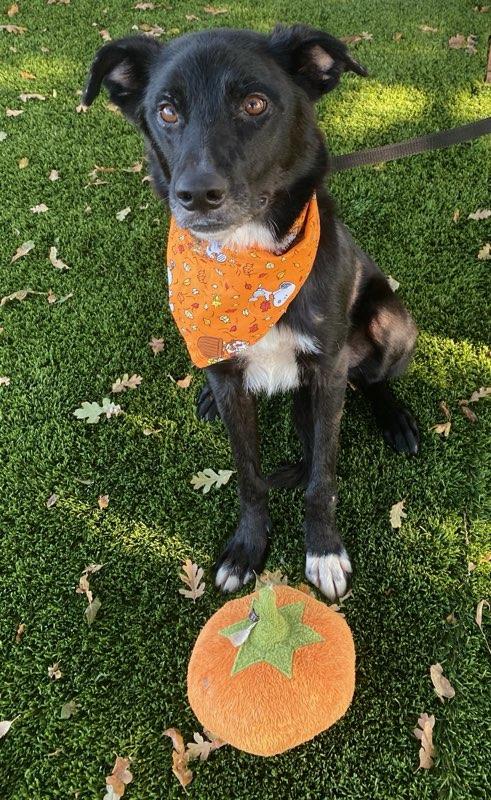 Enlarge Stitch, a Adoptable mixed breed in Colusa, CA image 4/5