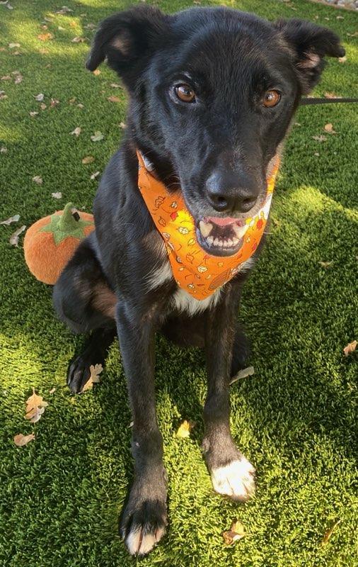 Enlarge Stitch, a Adoptable mixed breed in Colusa, CA image 3/5