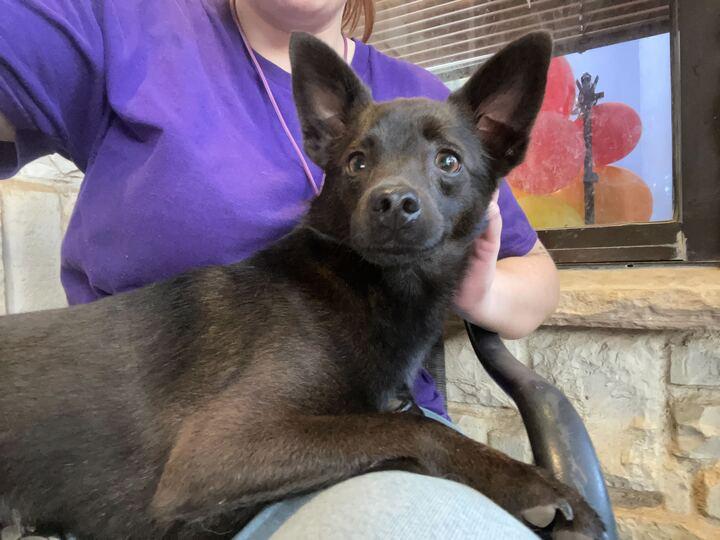 Mocha, adopted, Young Male Chihuahua.