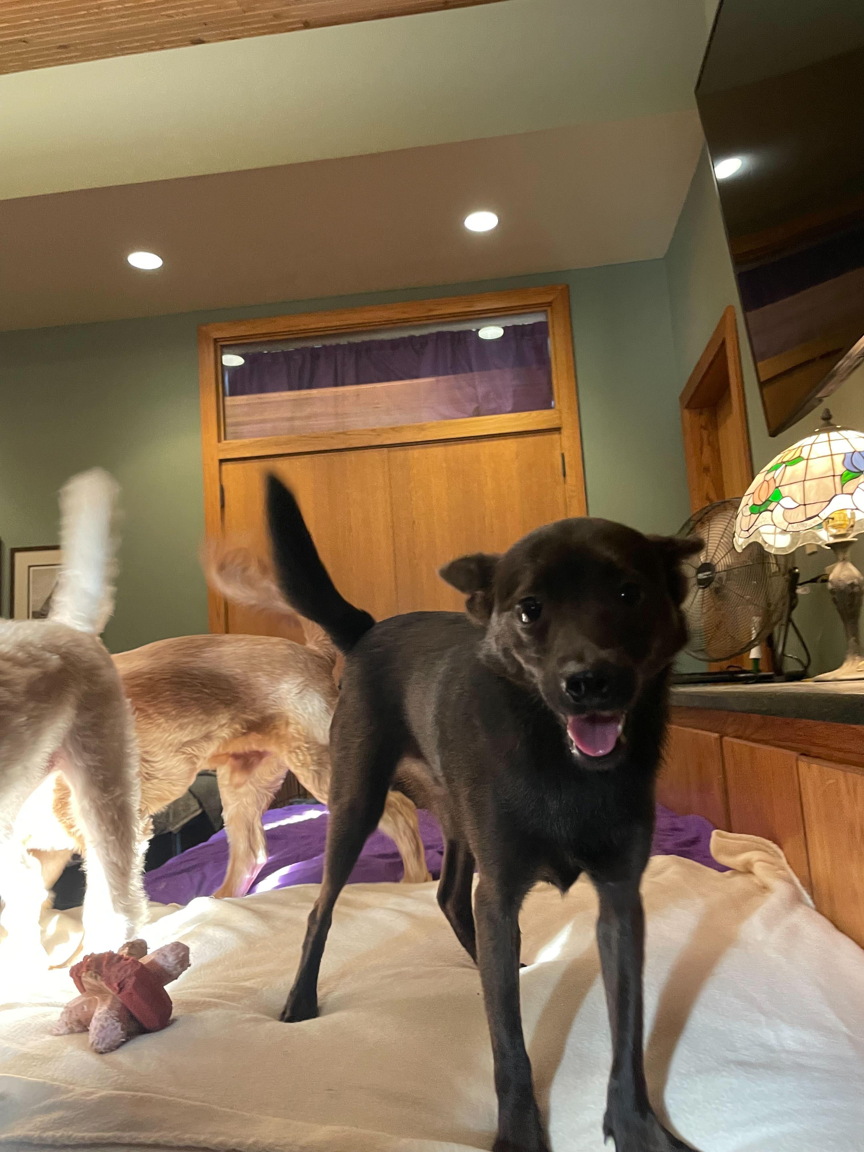 Mocha, an adopted mixed breed in Pantego, TX image 2/2