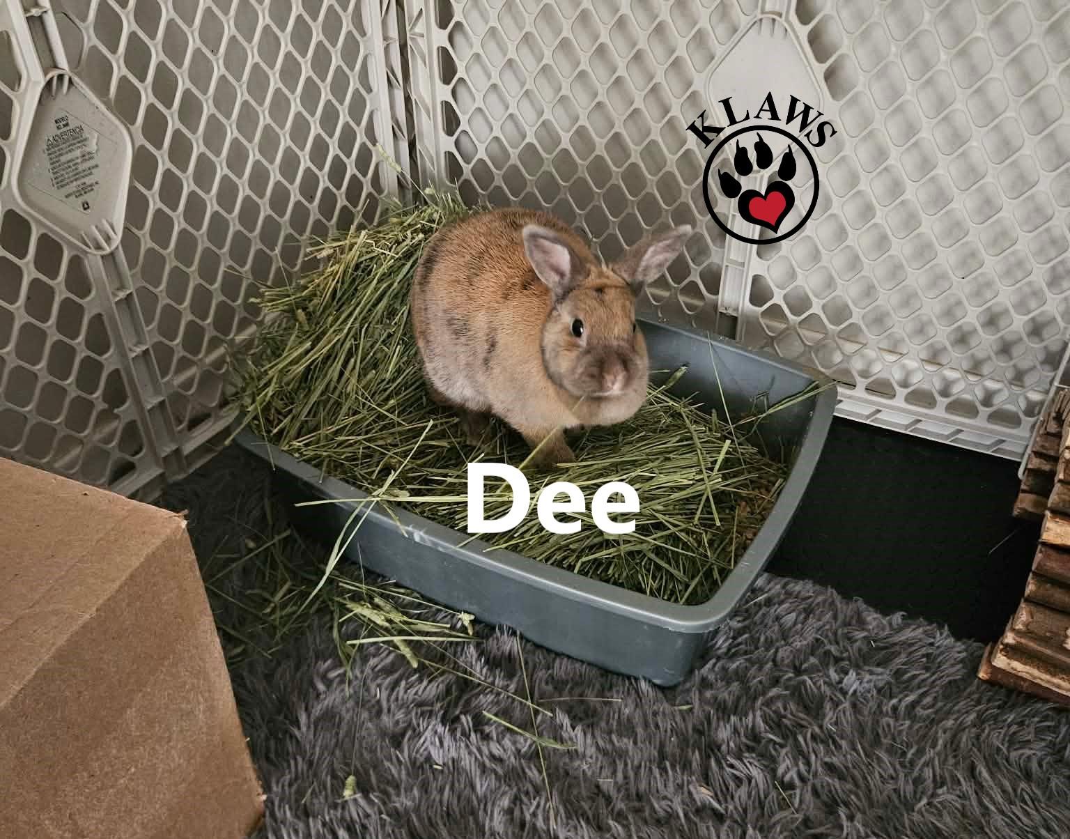 Enlarge Dee, a Adoptable Bunny Rabbit in Lindsay, ON image 2/6