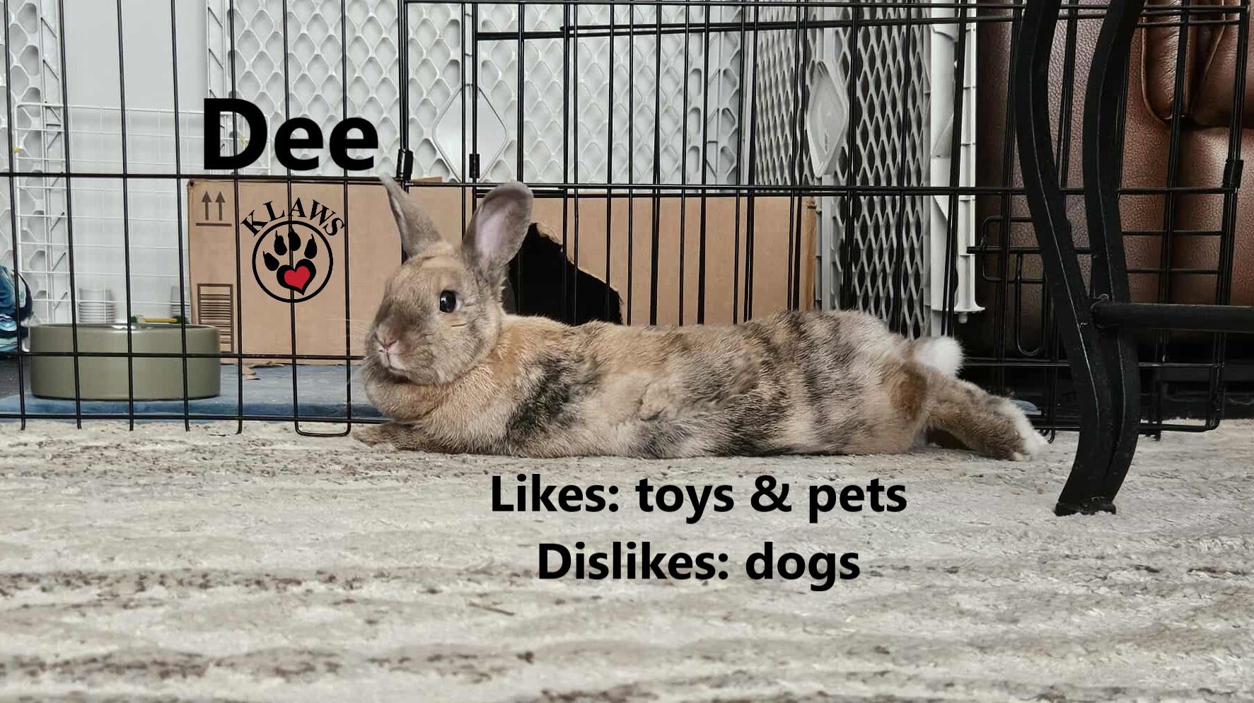 Dee, Adoptable, Adult Female Bunny Rabbit.