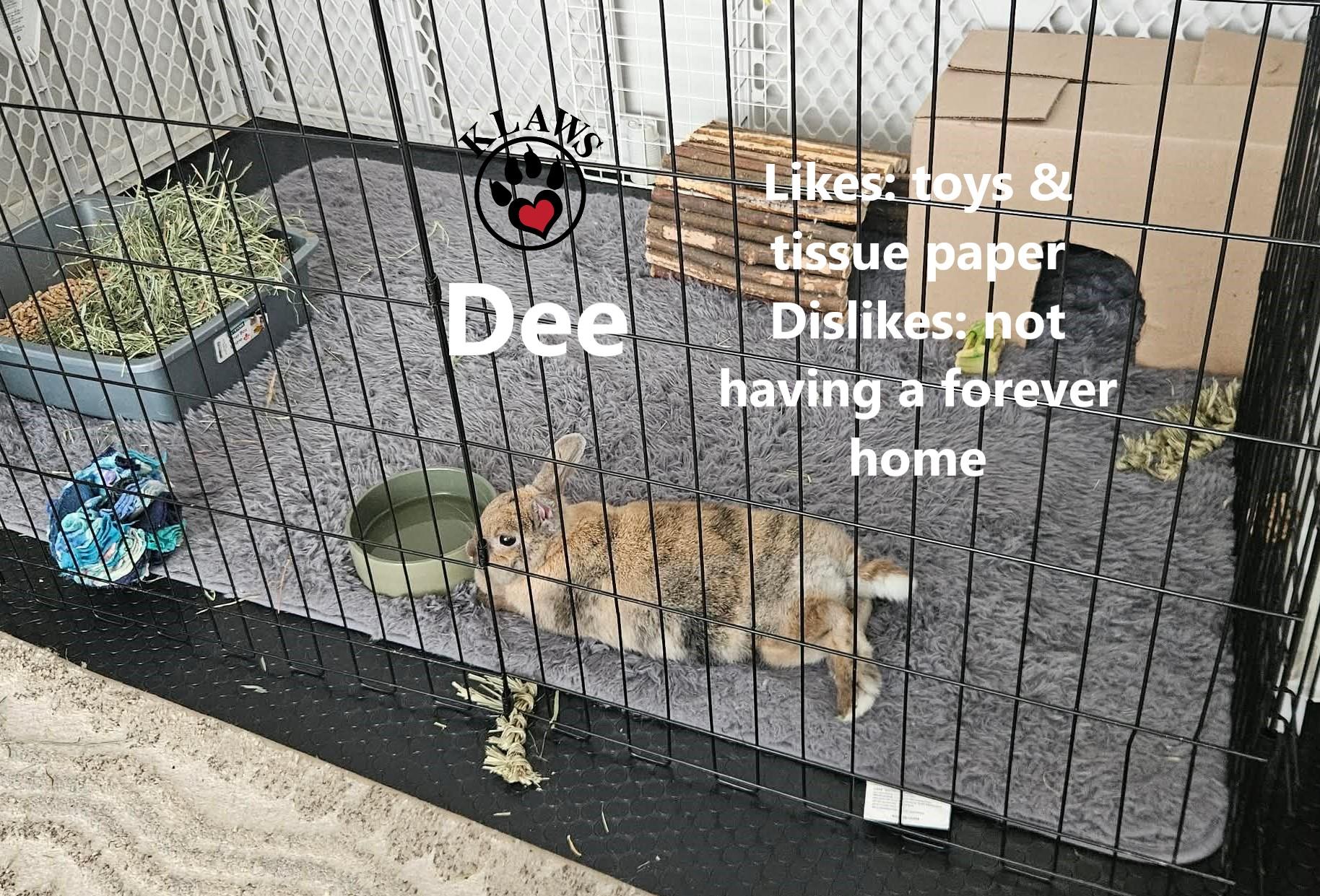 Dee, Adoptable, Adult Female Bunny Rabbit.