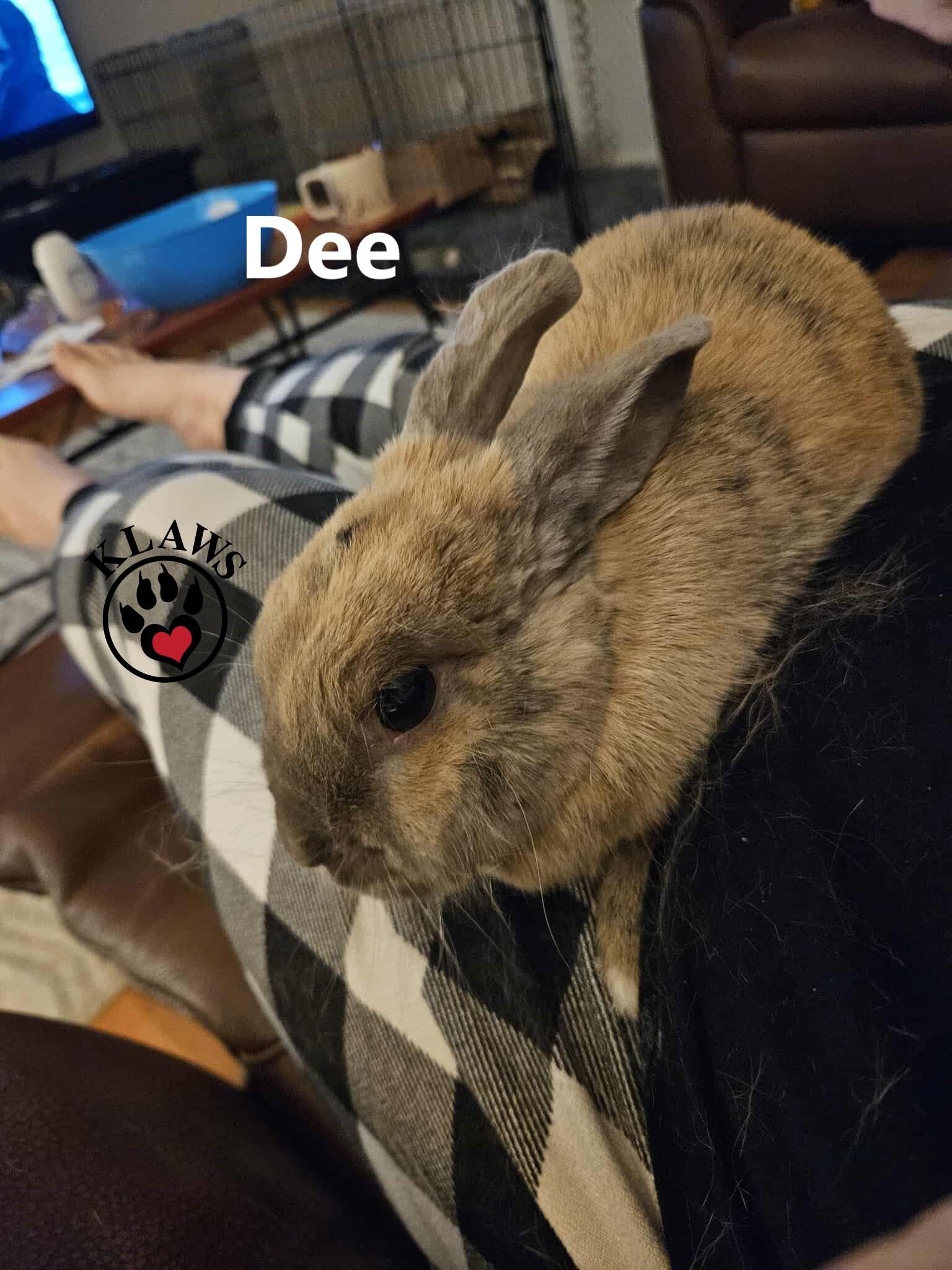 Enlarge Dee, a Adoptable Bunny Rabbit in Lindsay, ON image 3/6