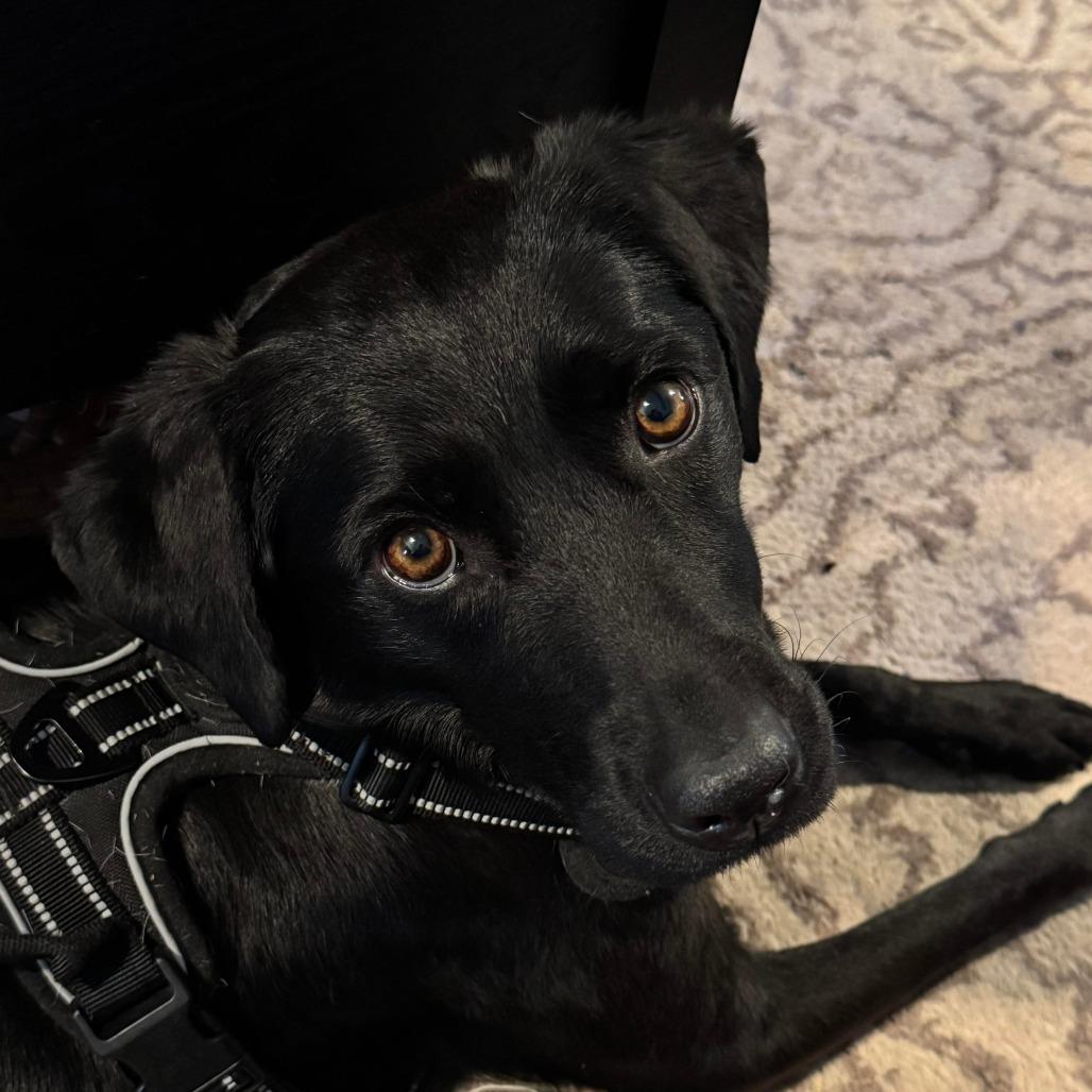 Enlarge Clover, a Adoptable mixed breed in Seguin, TX image 4/6