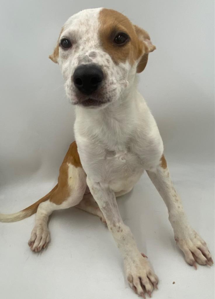 Marty, a Adoptable mixed breed in Thousand Oaks, CA image 1/2