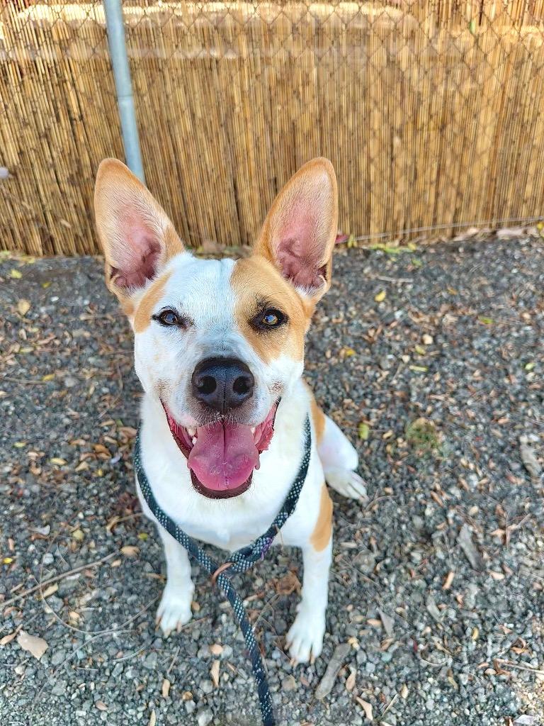 Marty, a Adoptable mixed breed in Thousand Oaks, CA image 2/2