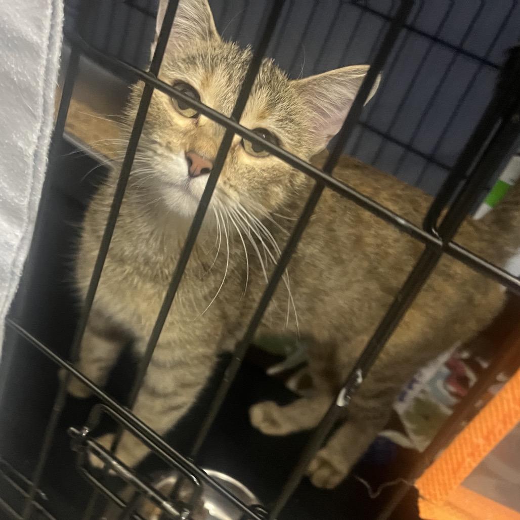 Enlarge Twin City Female, a Adoptable Domestic Short Hair in Bismarck, ND image 1/2