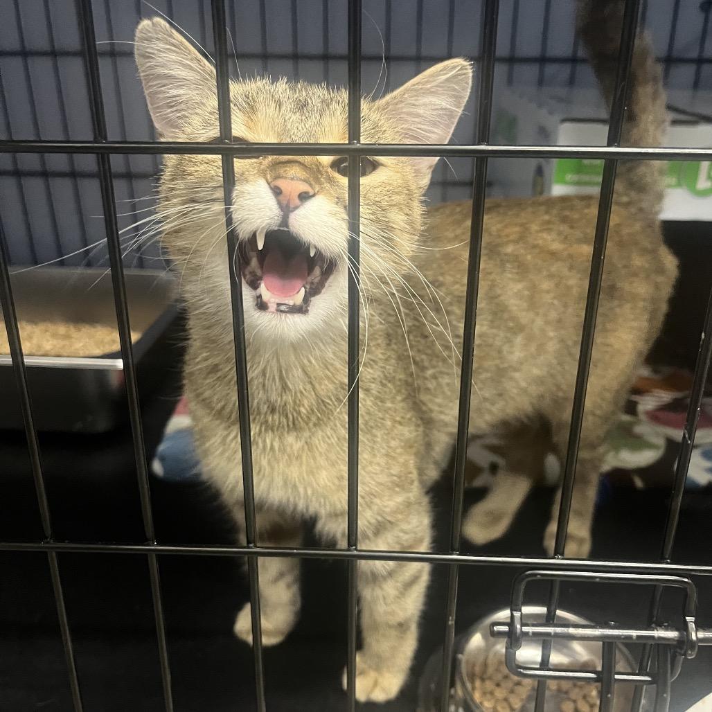 Enlarge Twin City Female, a Adoptable Domestic Short Hair in Bismarck, ND image 2/2
