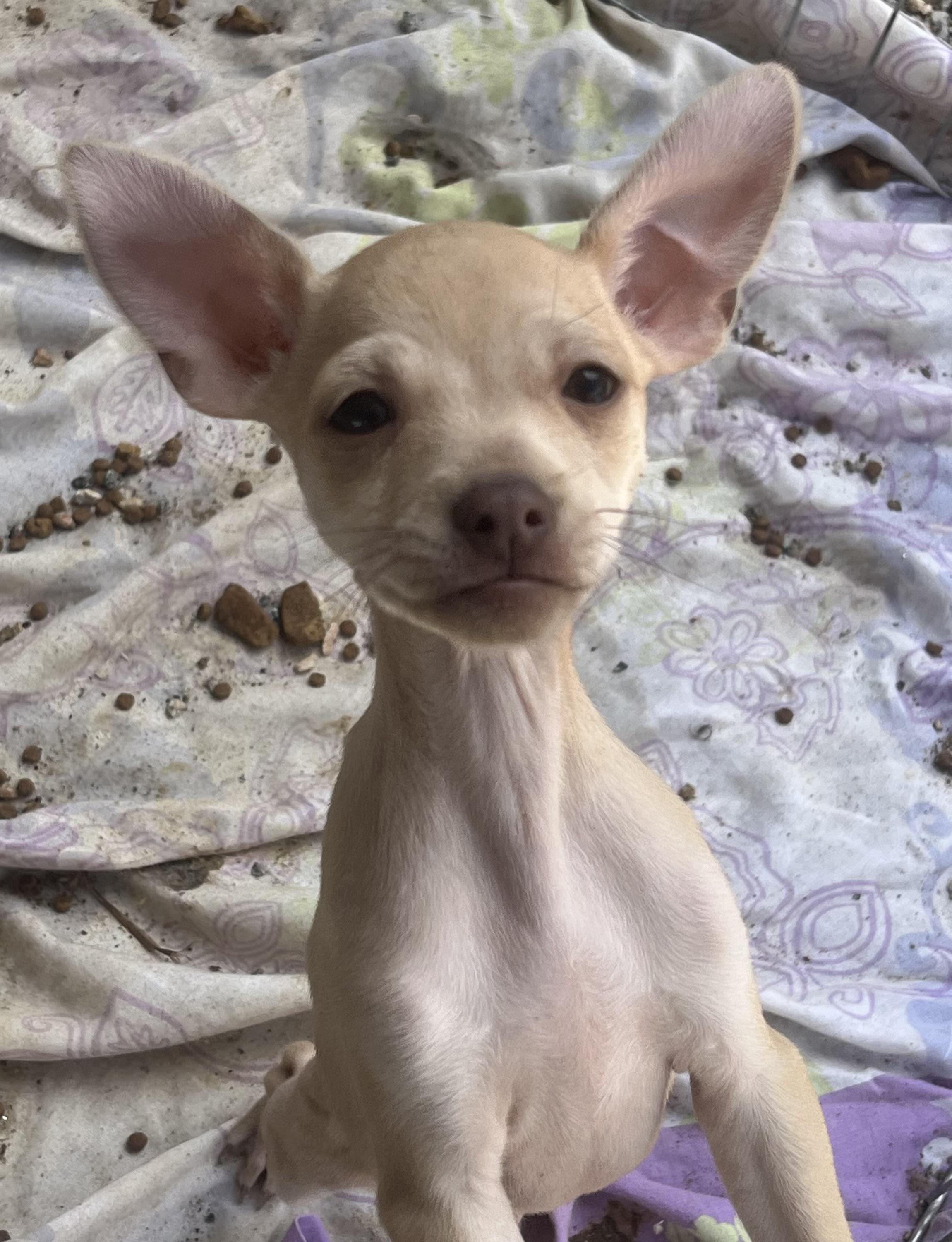 Enlarge Bread, a Adoptable mixed breed in Longmont, CO image 1/1