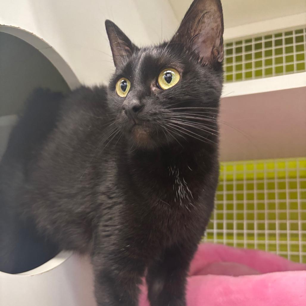 Lana Del Rey, Adoptable, Adult Female Domestic Short Hair.