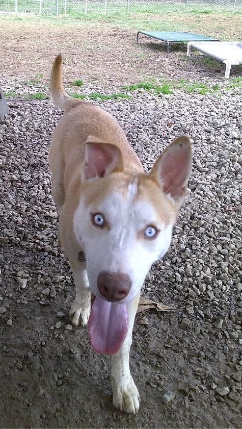 Enlarge HUTCH, an adoptable mixed breed in Pegram, TN image 5/5