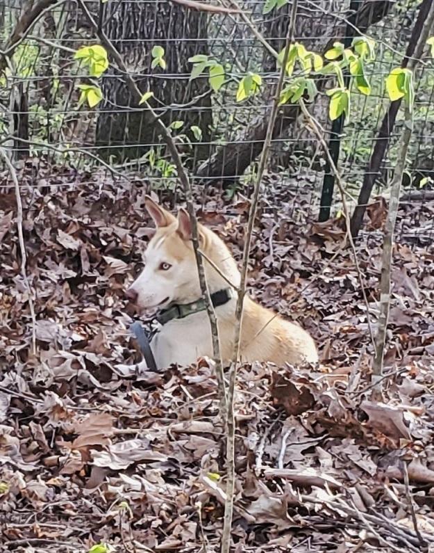 Enlarge HUTCH, an adoptable mixed breed in Pegram, TN image 3/5