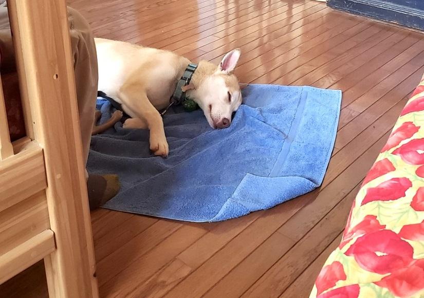 Enlarge HUTCH, an adoptable mixed breed in Pegram, TN image 2/5