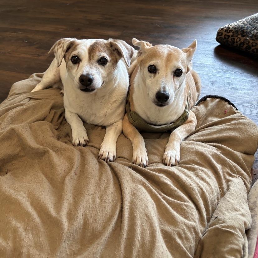 Juba Lee, Adoptable, Senior Female Jack Russell Terrier.