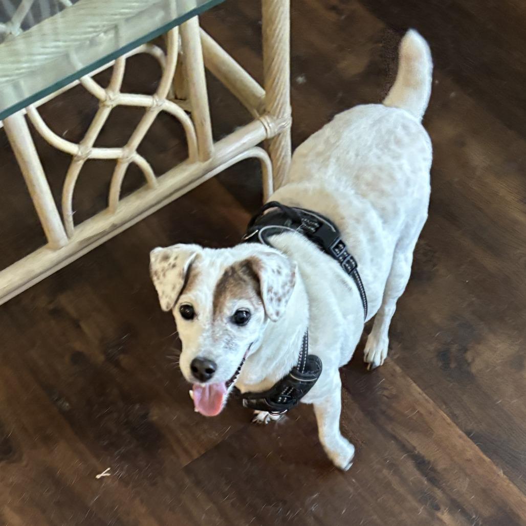 Juba Lee, a Adoptable Jack Russell Terrier in North Myrtle Beach, SC image 2/2