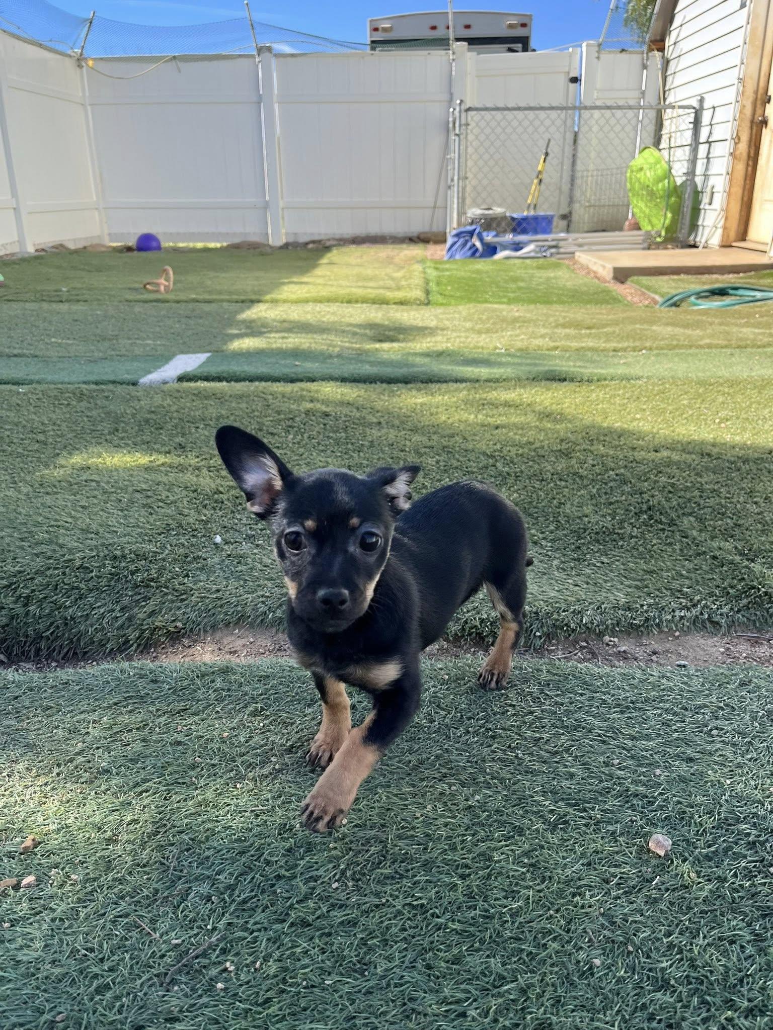 Jessie, an adopted mixed breed in Agua Dulce, CA image 2/5