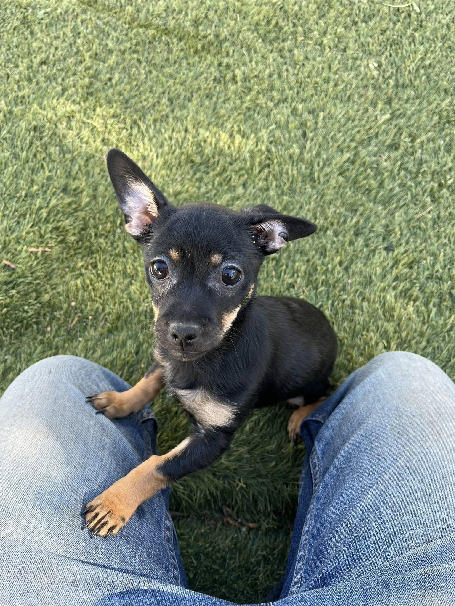 Jessie, an adopted mixed breed in Agua Dulce, CA image 4/5
