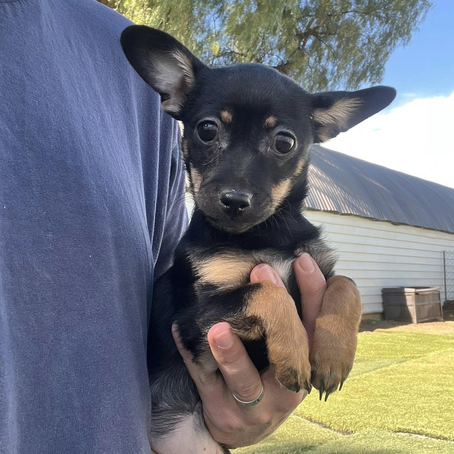 Jessie, adopted, Puppy Female Chihuahua & Yorkshire Terrier.