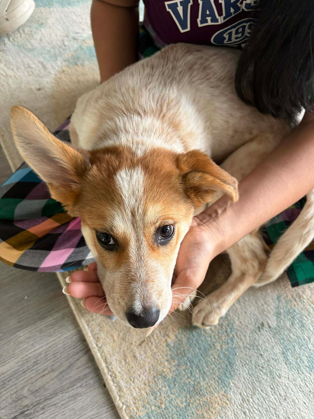 Enlarge Poppy, a ADOPTABLE mixed breed in Duluth, GA image 3/6