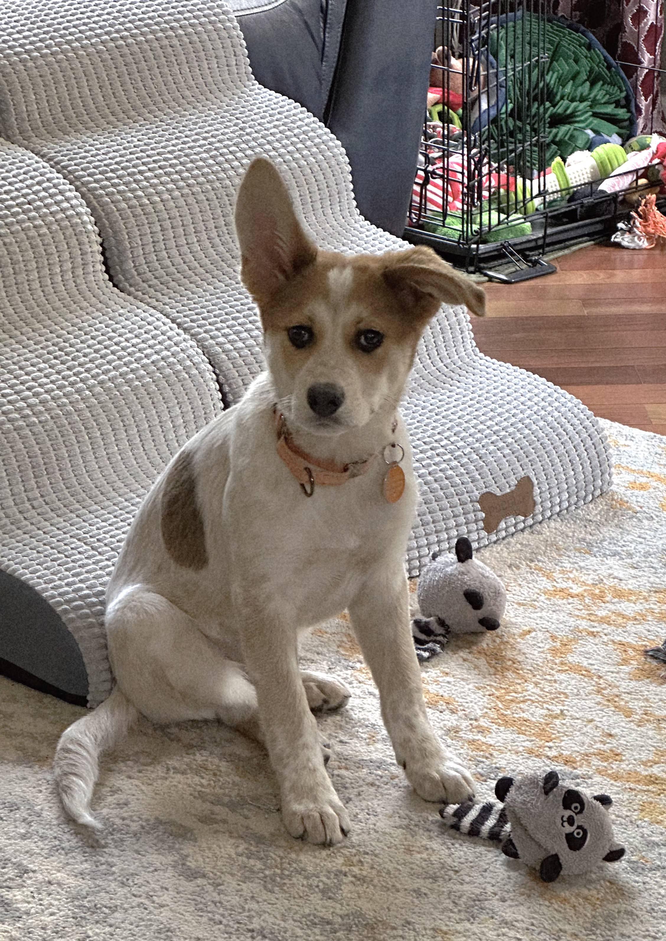 Enlarge Poppy, a ADOPTABLE mixed breed in Duluth, GA image 2/6