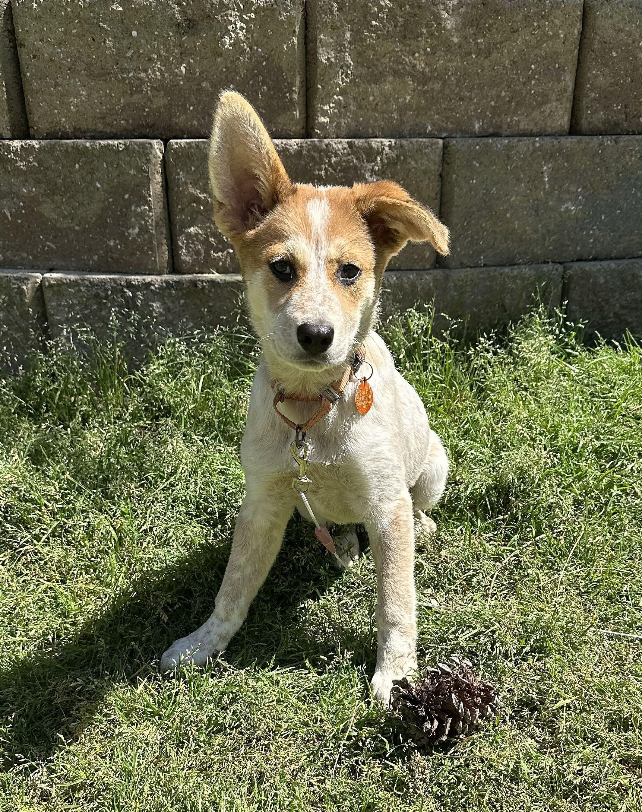 Enlarge Poppy, a ADOPTABLE mixed breed in Duluth, GA image 1/6