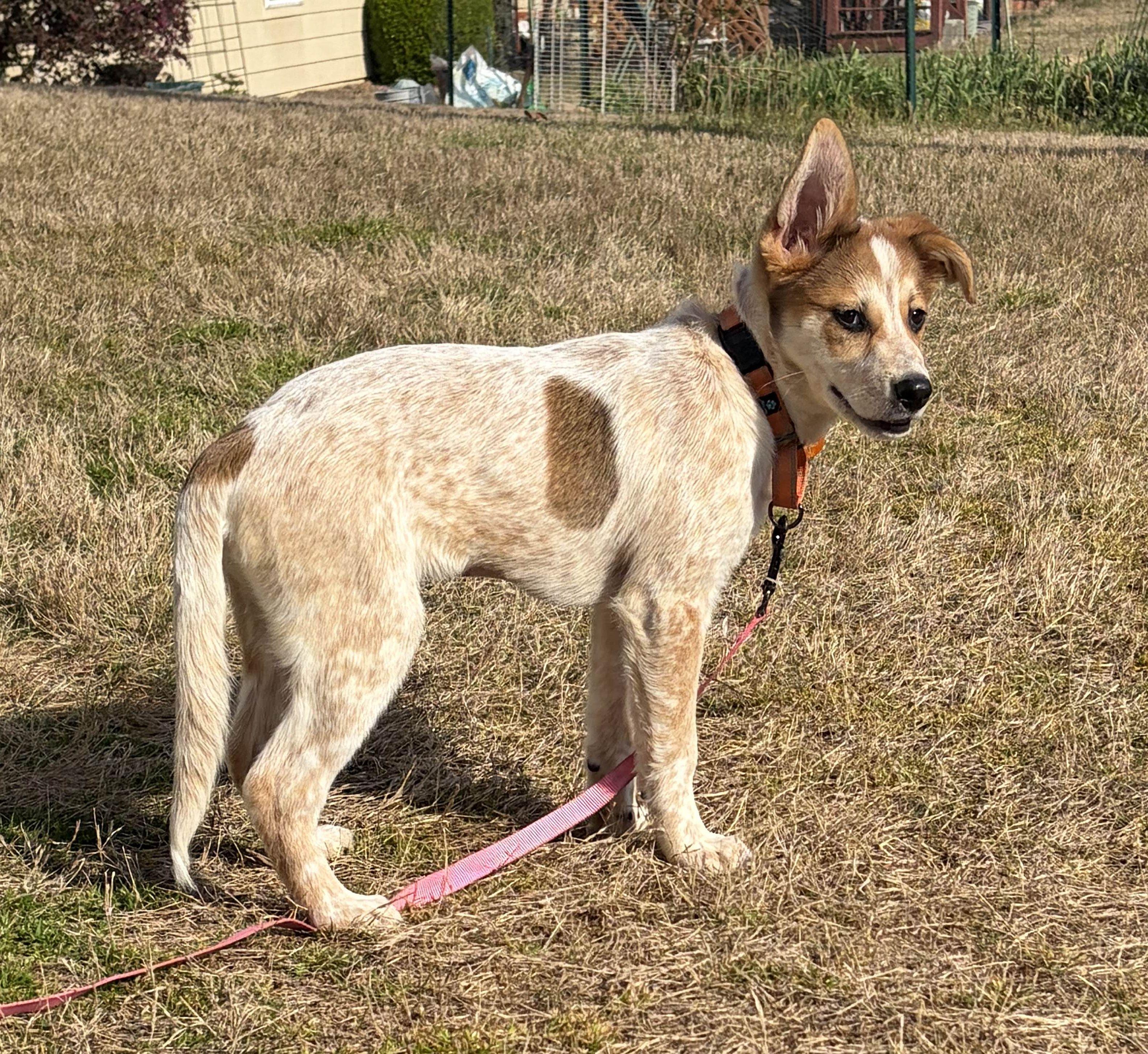 Enlarge Poppy, a ADOPTABLE mixed breed in Duluth, GA image 5/6