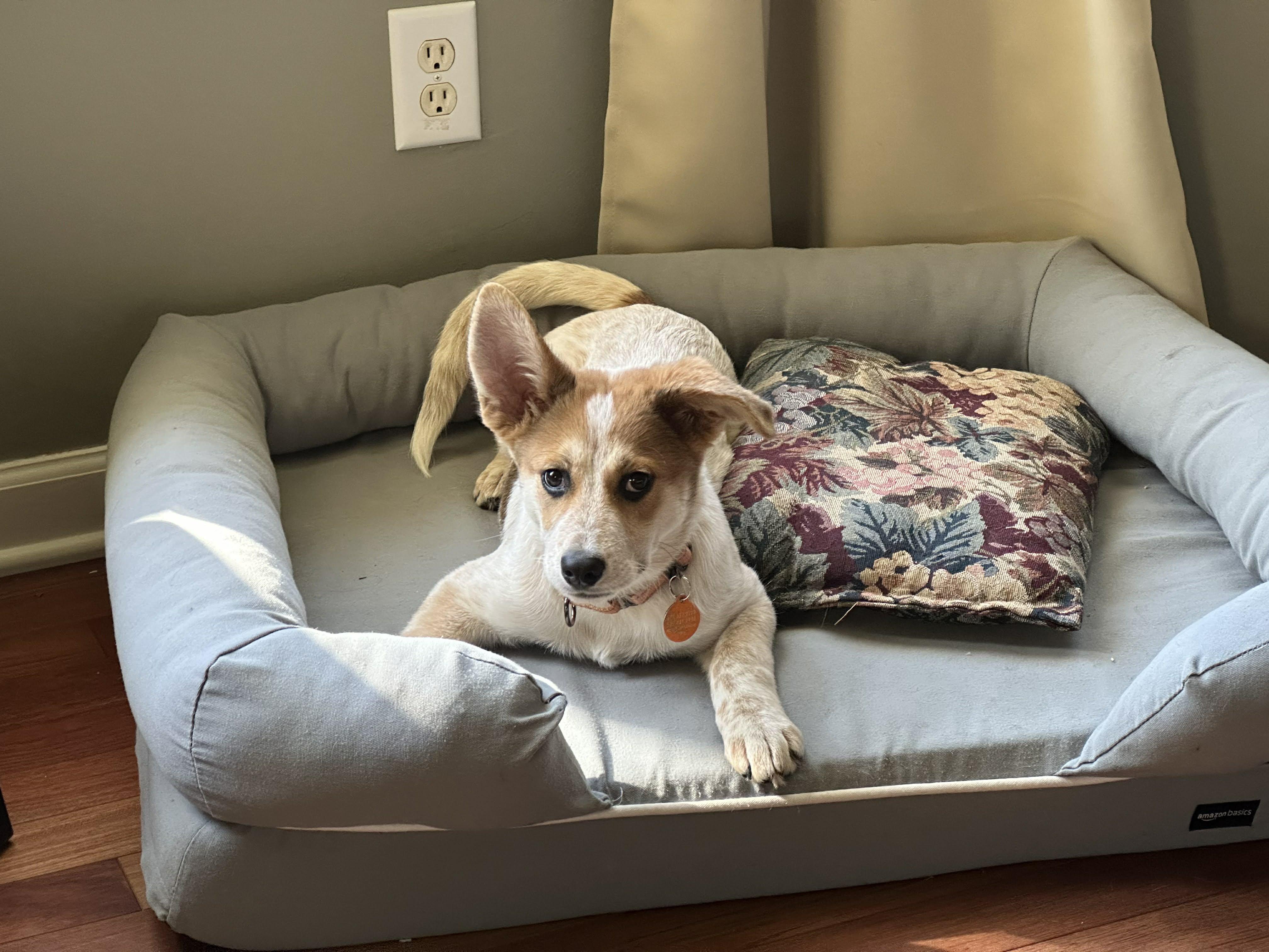 Enlarge Poppy, a ADOPTABLE mixed breed in Duluth, GA image 6/6