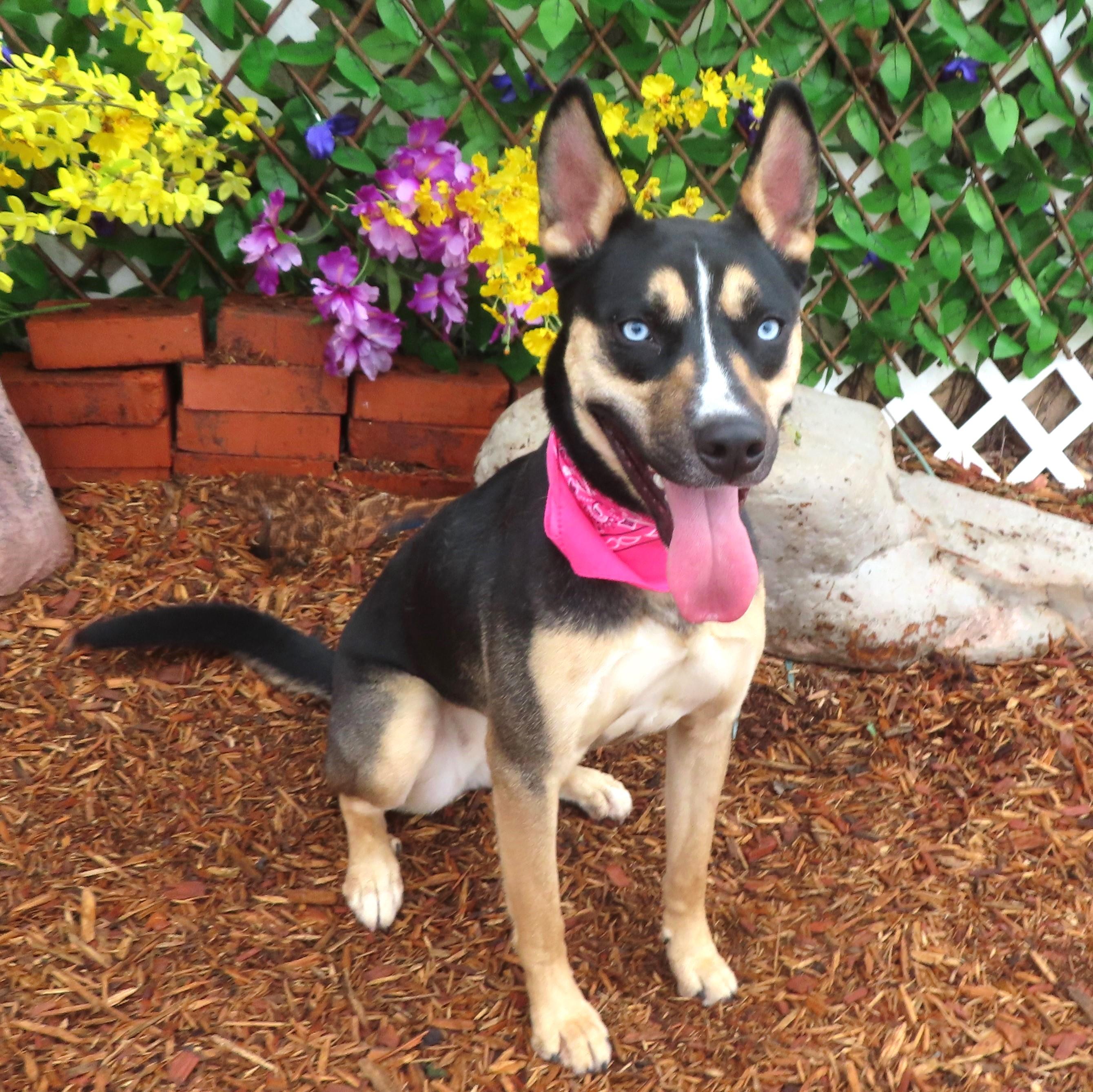 SHEBA 448183 AdoptionPending