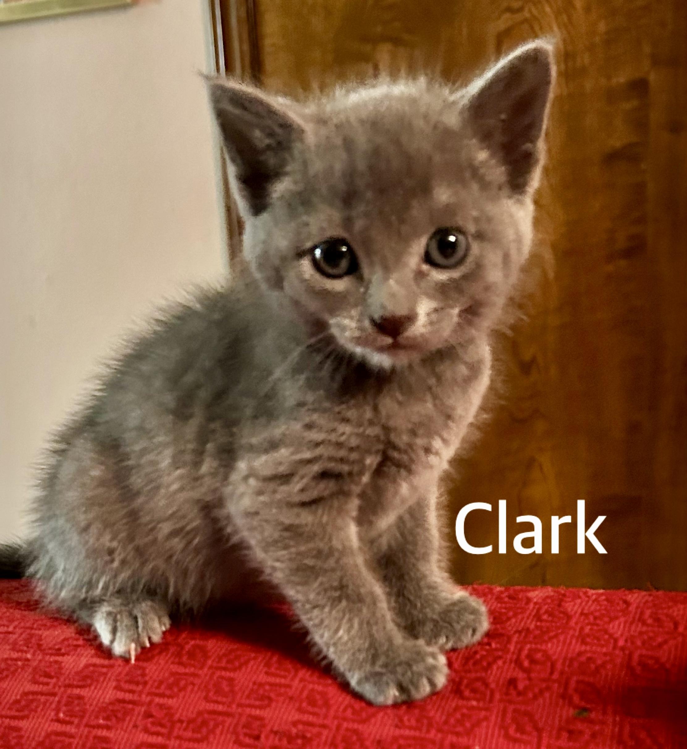 Enlarge Clark, an adopted Domestic Short Hair in Owasso, OK image 1/2