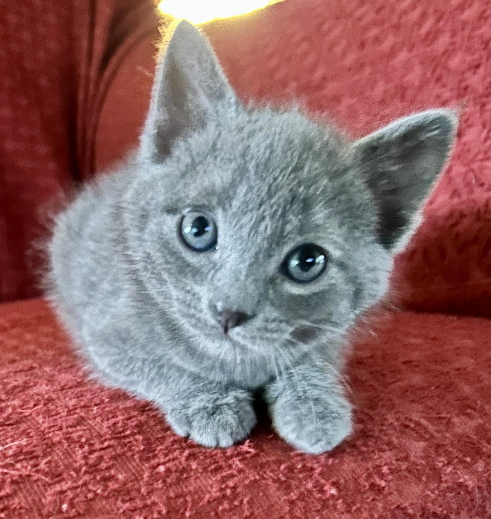 Enlarge Clark, an adopted Domestic Short Hair in Owasso, OK image 2/2