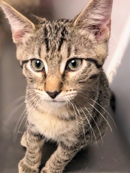 Enlarge Jericho, a Adoptable Domestic Short Hair in Johnsburg, IL image 3/4