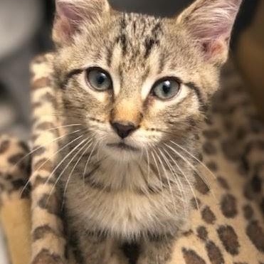 Jericho, Adoptable, Kitten Male Domestic Short Hair.