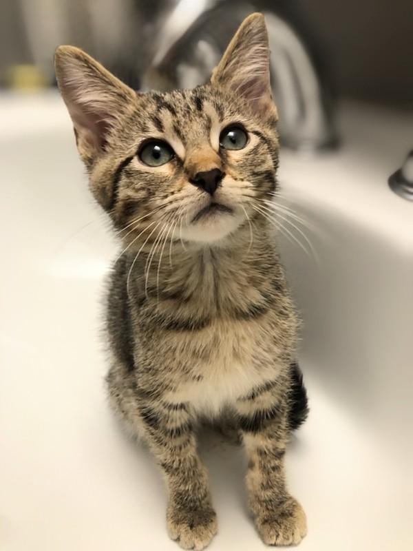 Enlarge Jericho, a Adoptable Domestic Short Hair in Johnsburg, IL image 2/4