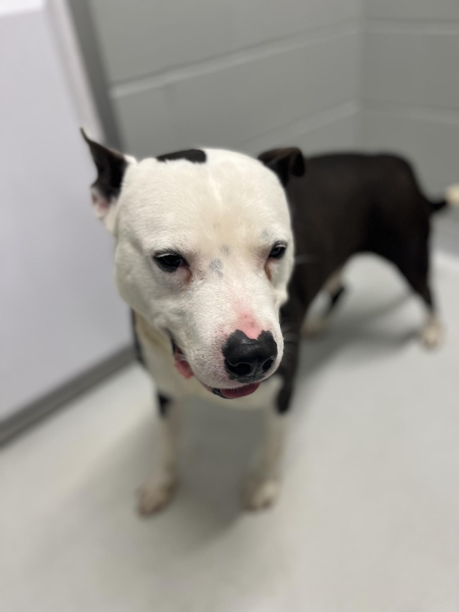 Bandit, a Adoptable mixed breed in Whitestown, IN image 1/4