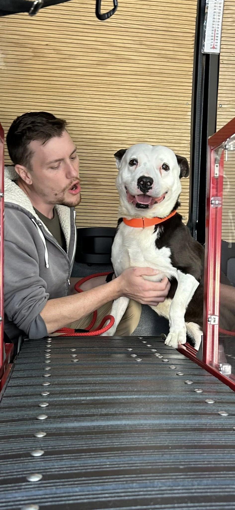 Bandit, a Adoptable mixed breed in Whitestown, IN image 2/4