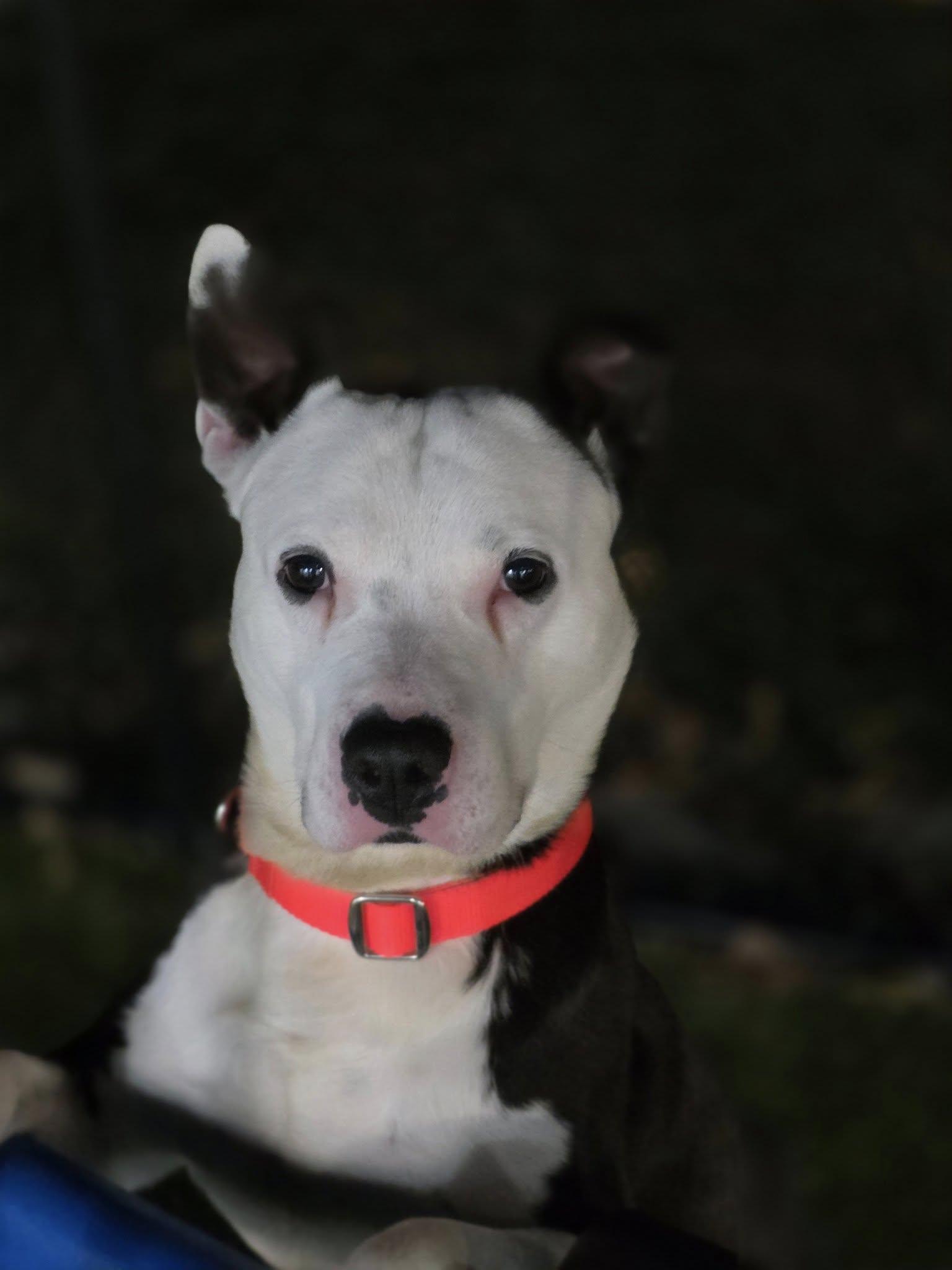 Bandit, a Adoptable mixed breed in Whitestown, IN image 3/4