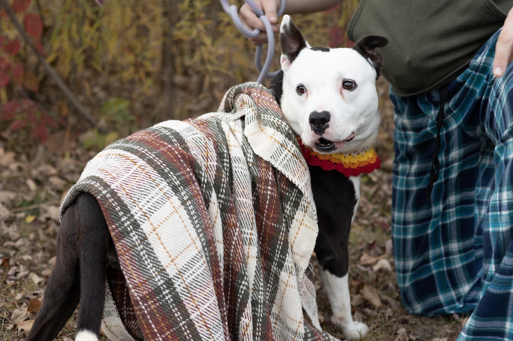 Bandit, a Adoptable mixed breed in Whitestown, IN image 4/4