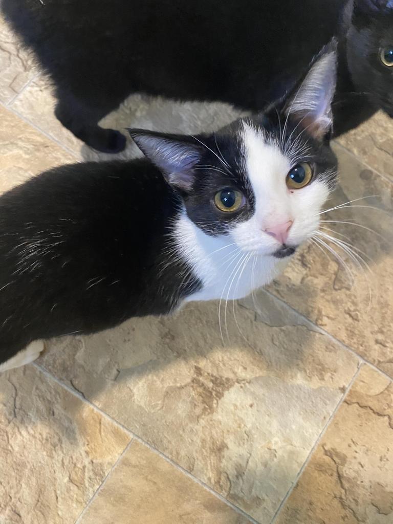 Luna (formerly Ingrid), Adoptable, Adult Female Domestic Short Hair.