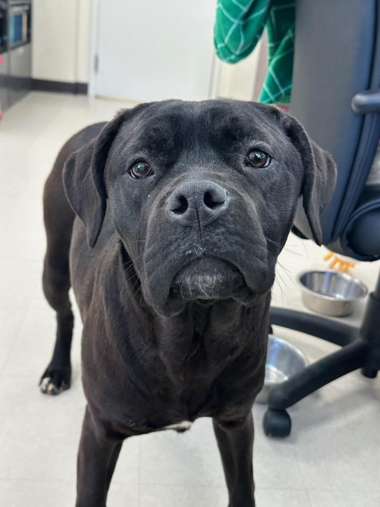 Enlarge Tulip, an adopted mixed breed in Clayton, NJ image 2/4