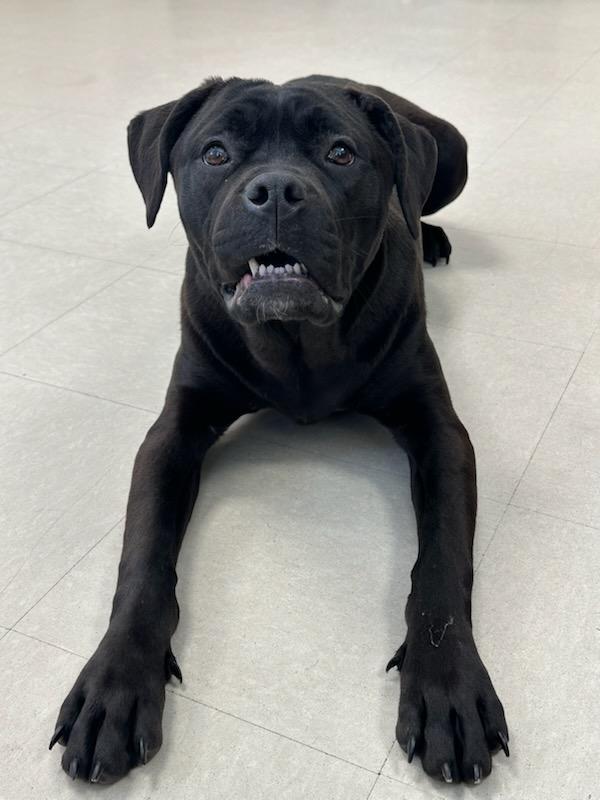 Enlarge Tulip, an adopted mixed breed in Clayton, NJ image 4/4