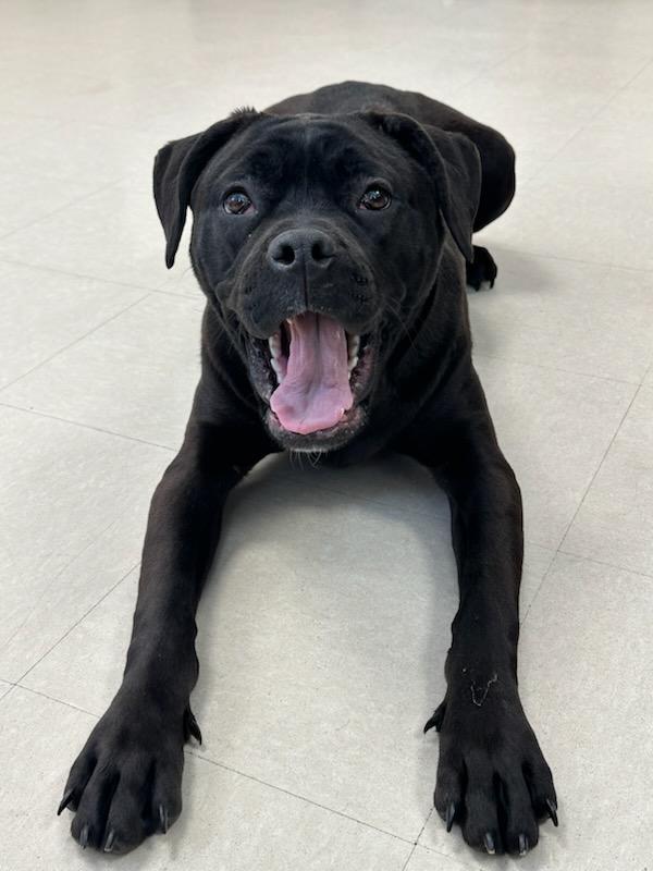 Enlarge Tulip, an adopted mixed breed in Clayton, NJ image 3/4