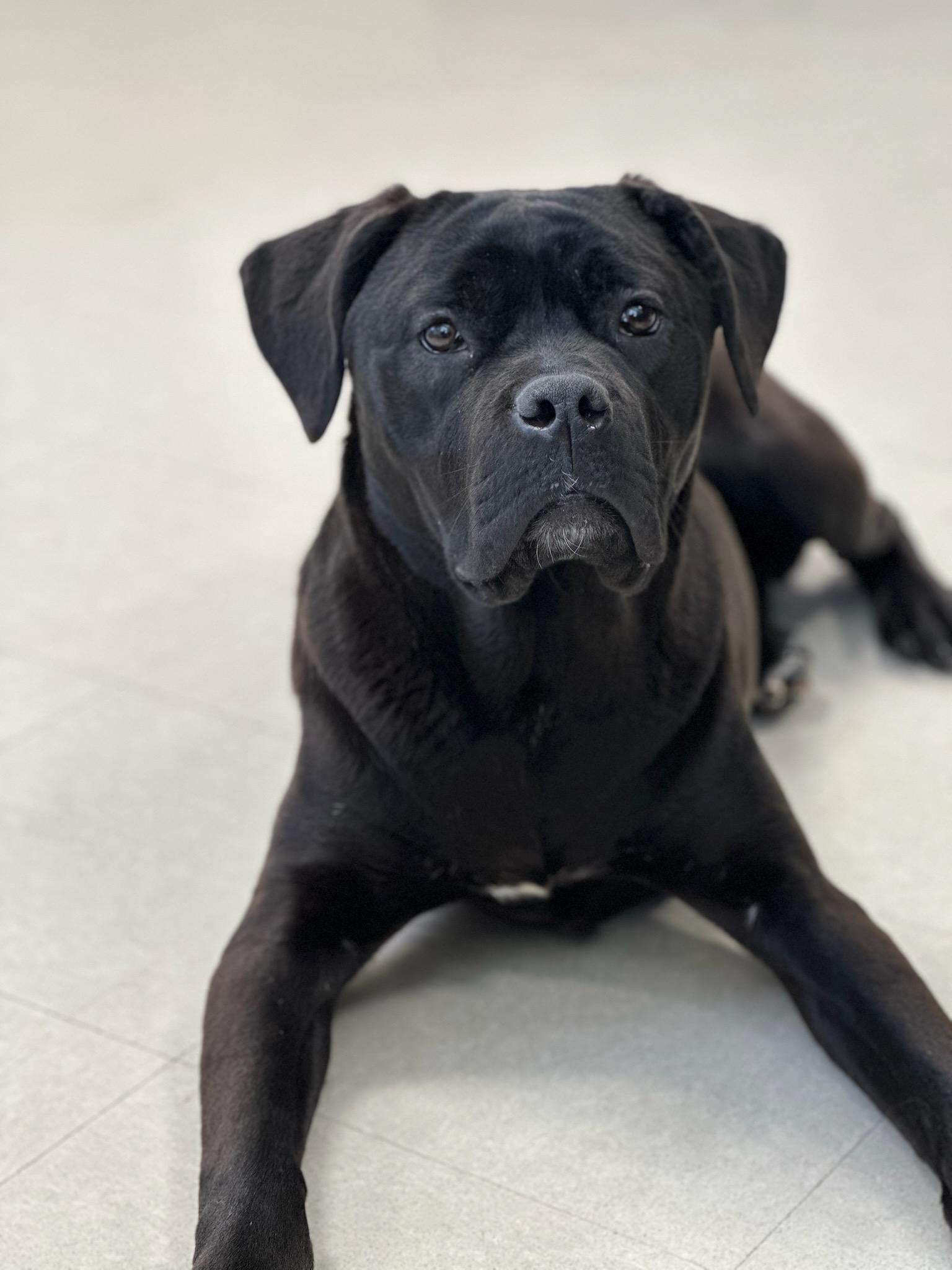 Tulip, adopted, Puppy Female Mastiff & Labrador Retriever.