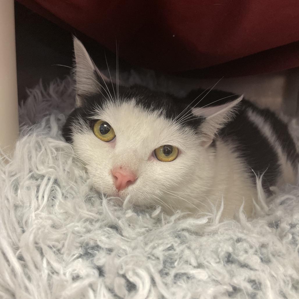 Honey Bun, Adoptable, Adult Male Domestic Short Hair.