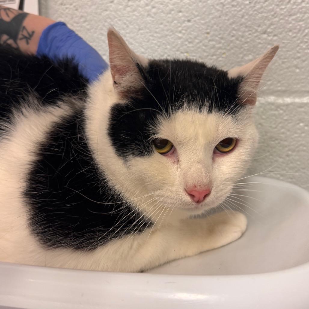 Enlarge Honey Bun, a Adoptable Domestic Short Hair in Birdsboro, PA image 2/4