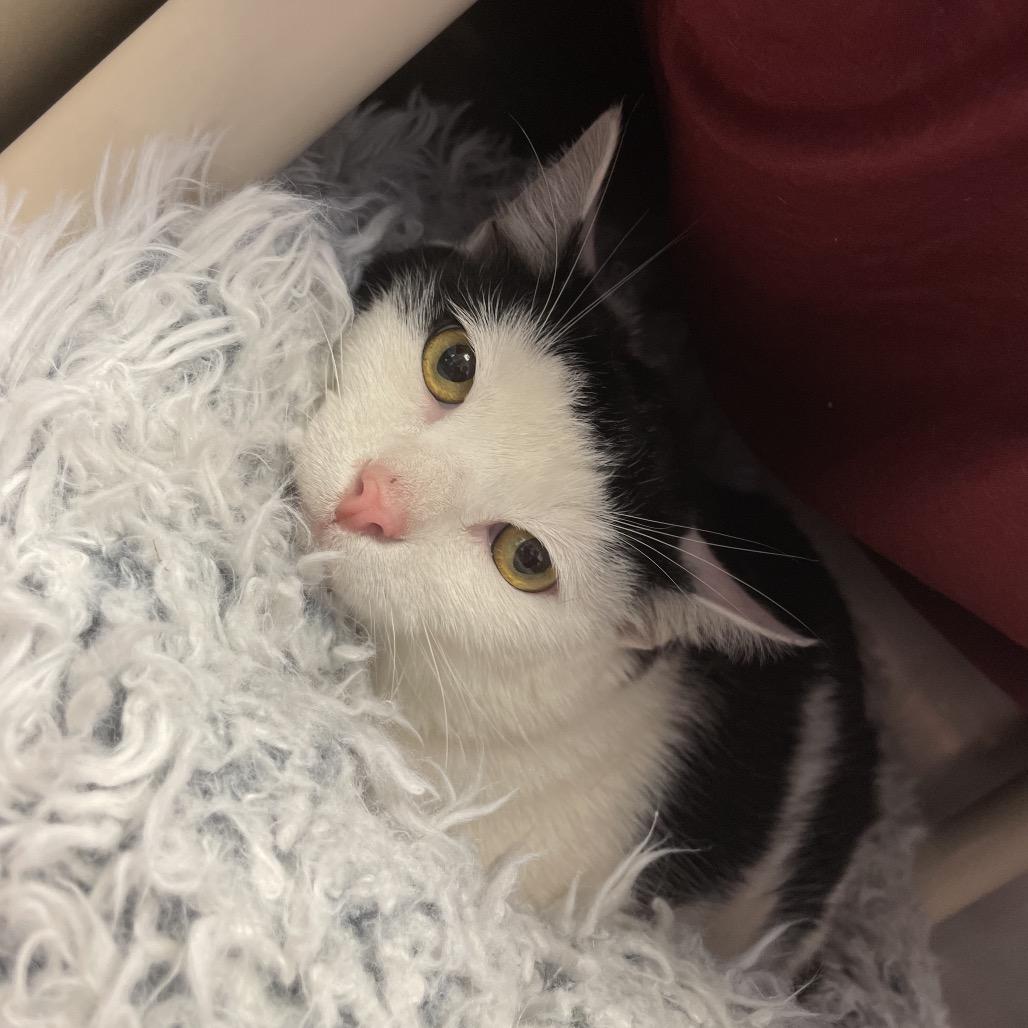 Enlarge Honey Bun, a Adoptable Domestic Short Hair in Birdsboro, PA image 3/4