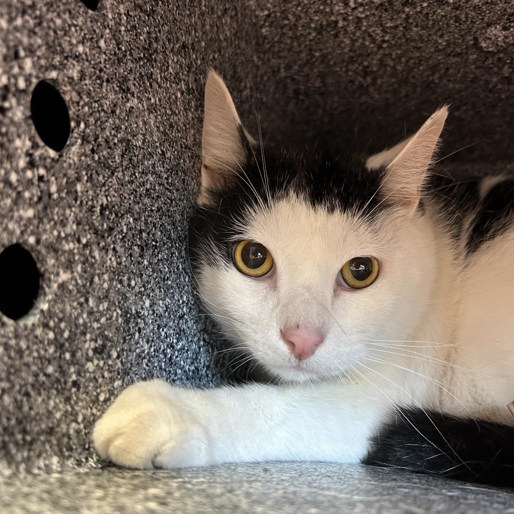 Enlarge Honey Bun, a Adoptable Domestic Short Hair in Birdsboro, PA image 4/4